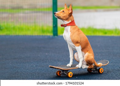 Beautiful African Basenji, Congo pedigree skater dog, cute playful puppy skating, riding on skateboard. Skateboarder on skate.