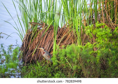 Beautiful African Bird By The Water, Nairobi National Park, Kenya