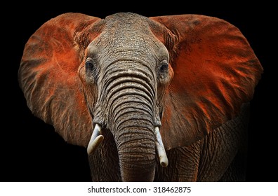 Beautiful African elephants in Tsavo Park in Kenya
