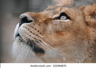 Beautiful African female lioness struggling locked up in zoo looking up hoping for freedom
