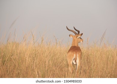 A Beautiful African Impala In The Tall Grasslands Of Uganda.