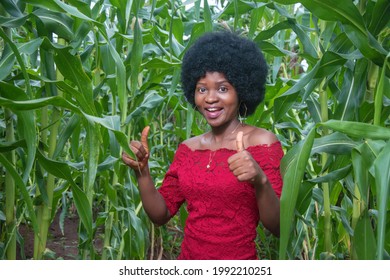 
A Beautiful African Lady Wearing A Red Dress And Afro Hair Style, Happily Doing Thumbs Up Posture, Posing For Photograph At Night On A Green Maize Farmland Or Corn Plantation Almost Due For Harvest