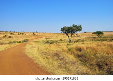 Beautiful african landscape with dirt road and acacia trees in the savannah under warm light at sunset time. Masai Mara national park, Kenya