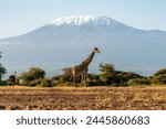 Beautiful African landscape with savannah animals and mountains. Giraffe and acacia trees with Mount Kilimanjaro in background
