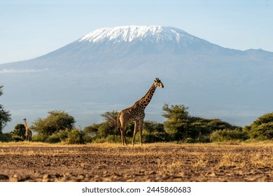 Beautiful African landscape with savannah animals and mountains. Giraffe and acacia trees with Mount Kilimanjaro in background
