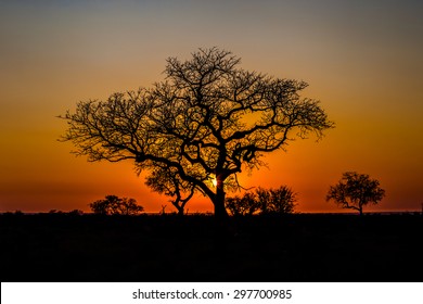 Beautiful African Landscape At Sunset With Branches Of Trees In The Background. Isimangaliso Wetland Park, KwaZulu-Natal, South Africa.