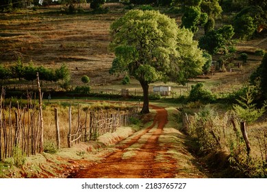 Beautiful African landscape. A tree and roads with red soil surrounded by a wooden fence. Rural life in Kenya, East Africa