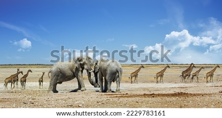 Beautiful African landscape with Two Bull Elephants, and tower of Giraffe on either side, against an open African Savannah background
