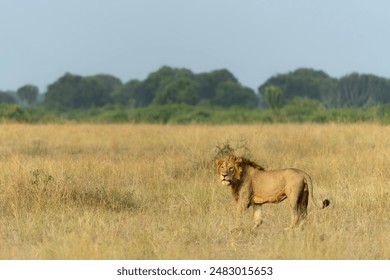 Beautiful African Lion (Panthera leo) male hunting in Queen Elizabeth National Park Uganda, Africa.                                                                                                      - Powered by Shutterstock
