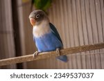 Beautiful African Lovebirds, Fischer, Fischeri, Blue Personatta, Blue Mask, Green Fischer, split Blue, green mask, albino, rosicolli, ring bird, mutation, commercial bird.