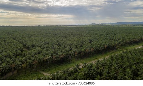 Beautiful African palm tree crops