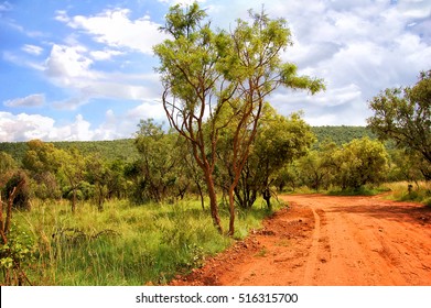 Beautiful African red road with a bush and blue sky in the background. Wonderful landscape. Dirt road in rural area. African nature. - Powered by Shutterstock