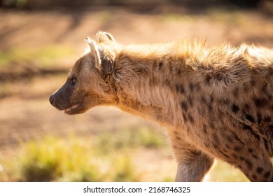 Beautiful African Scene Of A Hyena Walking Through The African Savannah Of South Africa Looking For A Prey To Hunt, This Carnivorous Animal Lives In The African Wildlife.