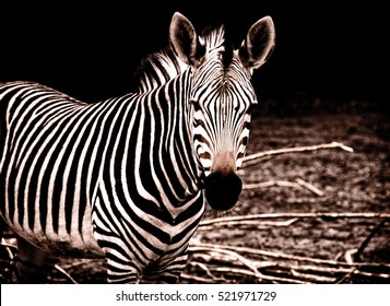 Beautiful african zebra. Creative artwork of South African wildlife. Exotic image of african safari & wild animals during travel to Africa. Amazing unique photo of plains zebra Stylish vintage design 
