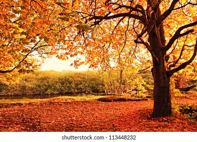 Beautiful Afternoon Autumnal Park Stock Photo 113448232 | Shutterstock