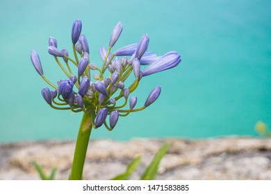 Beautiful Agapanthus Or Lily Of Nile Near The Sea ,Cornwall ,UK