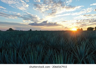 Beautiful Agave Fields In The City Arandas Jalisco