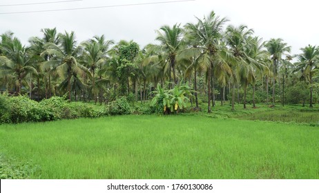 1,131 Kerala banana tree Images, Stock Photos & Vectors | Shutterstock