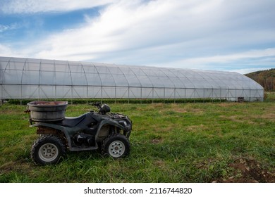 Beautiful Agricultural Scene With Atv Off Road Farm Work Vehicle With A Bin Strapped To The Back And A Green House In The Background Under A Blue Sky With White Clouds. No People, Shot In Natural