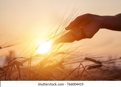 Beautiful agriculture sunset landscape. Ears of golden wheat close up. Rural scene under sunlight. Hand and ripening ears of agriculture landscape. Growth harvest. Wheat field natural product.