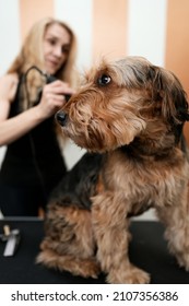 Beautiful Airedale Terrier Enjoying In Professional Grooming And Hair Care. Professional Female Groomer At Work.