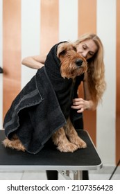 Beautiful Airedale Terrier Enjoying In Professional Grooming And Hair Care. Professional Female Groomer At Work.