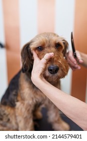 Beautiful Airedale Terrier Enjoying In Professional Grooming And Hair Care. Professional Female Groomer At Work.