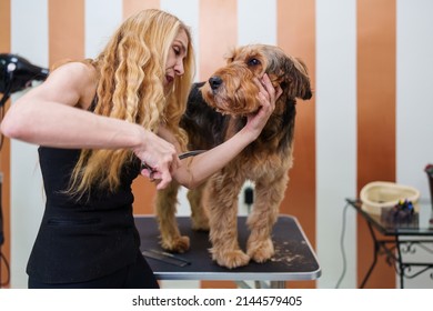 Beautiful Airedale Terrier Enjoying In Professional Grooming And Hair Care. Professional Female Groomer At Work.