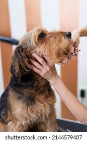 Beautiful Airedale Terrier Enjoying In Professional Grooming And Hair Care. Professional Female Groomer At Work.