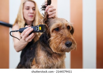 Beautiful Airedale Terrier Enjoying In Professional Grooming And Hair Care. Professional Female Groomer At Work.