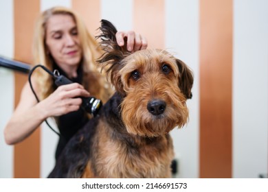 Beautiful Airedale Terrier Enjoying In Professional Grooming And Hair Care. Professional Female Groomer At Work.