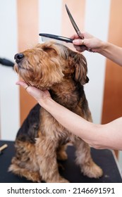 Beautiful Airedale Terrier Enjoying In Professional Grooming And Hair Care. Professional Female Groomer At Work.