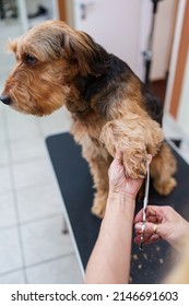 Beautiful Airedale Terrier Enjoying In Professional Grooming And Hair Care. Professional Female Groomer At Work.