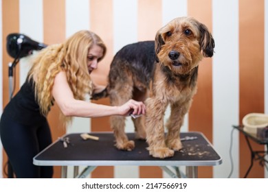 Beautiful Airedale Terrier Enjoying In Professional Grooming And Hair Care. Professional Female Groomer At Work.