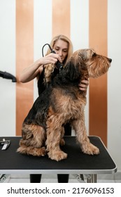 Beautiful Airedale Terrier Enjoying In Professional Grooming And Hair Care. Professional Female Groomer At Work.