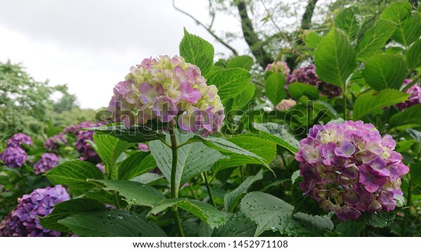 Beautiful Ajisai Flower Hydrangea Blooming Cloudy Stock Photo Edit Now