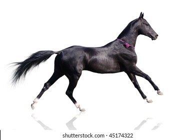 beautiful akhal-teke horse running gallop isolated on white