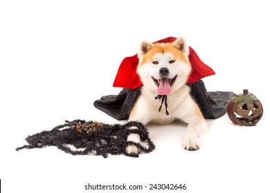 Beautiful Akita Inu Dog Dressed Carnival Stock Photo 243042646