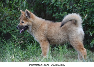 17 Shiba Inu Akita Mix Images, Stock Photos & Vectors | Shutterstock