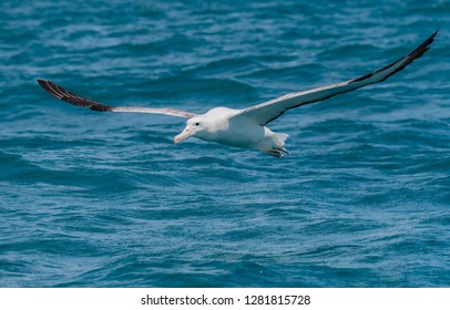 A Beautiful Albatross Soaring off the Coast of New Zealand