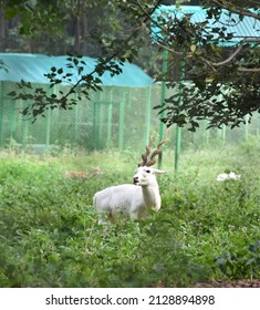 A Beautiful Albino Black Buck. 