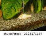 beautiful albino corydoras Corydoras bronze aeneus freshwater fish in aquarium. High quality photo