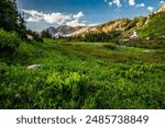 Beautiful Albion Basin in Little Cottonwood Canyon. Utah, USA 20 miles east of Salt Lake City. Home to one of the greatest wildflower blooms in the US. Bloom starts in mid July thru August.