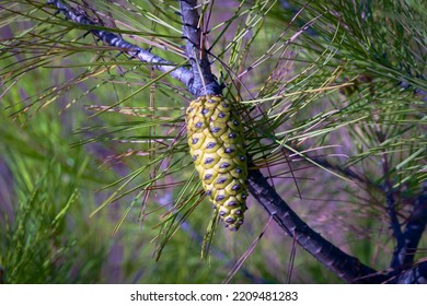 Beautiful Aleppo Pine Evergreen Tree