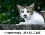 Beautiful Alert Cat Capture the essence of feline grace with this stunning image of a cat attentively resting on a concrete ledge.