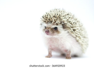 Beautiful Algerian Chocolate Snowflake Pinto African Pygmy Hedgehog In White Background