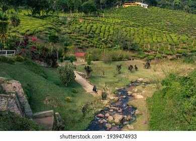 Beautiful All Green Tea Plantation In The Malaysian Village