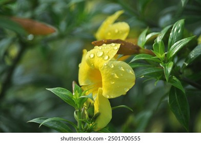 Beautiful Allamanda flower in full bloom, adorned with delicate dewdrops that shimmer in the morning light - Powered by Shutterstock