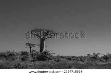 Beautiful Alley of baobabs. legendary Avenue of Baobab trees in Morondava. Iconic giant endemic of Madagascar. Unique forest, black white