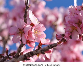 beautiful almond blossoms, blue sky. Spring blossom background. Beautiful nature scene with blooming tree. Spring flowers. Beautiful Orchard.
 - Powered by Shutterstock